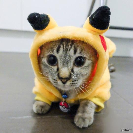 кот в костюме