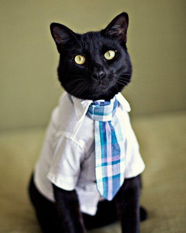 кот с галстуком