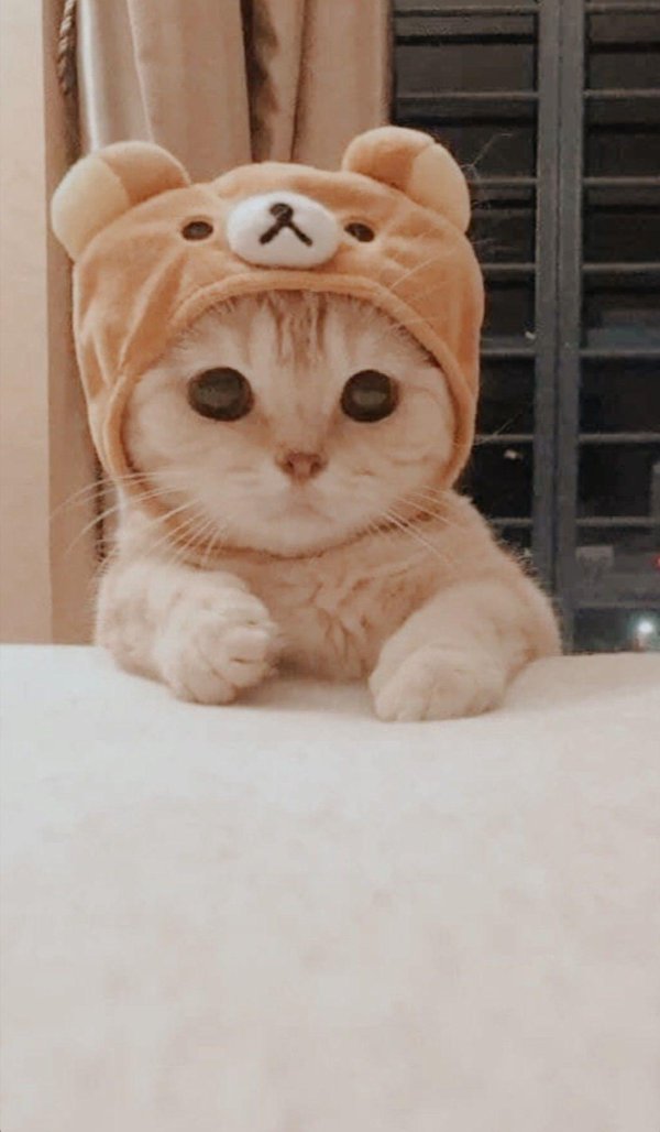 очаровательные котята