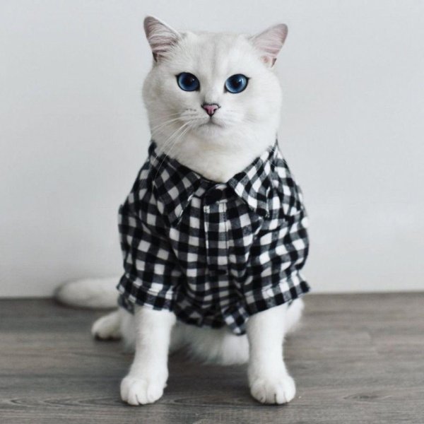 одежда для котиков