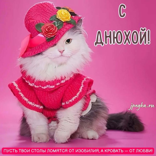 кошка модница