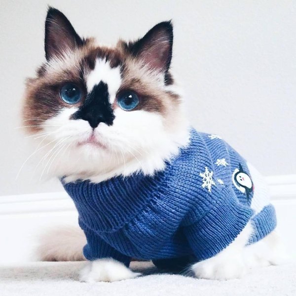 рэгдолл манчкин