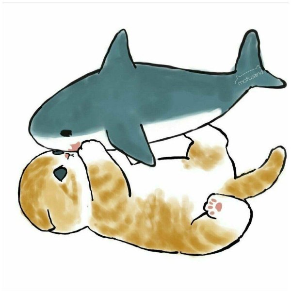 котик акула рисунок