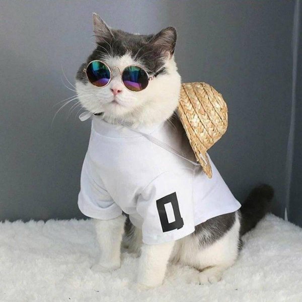 модные коты