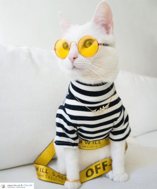 модные коты