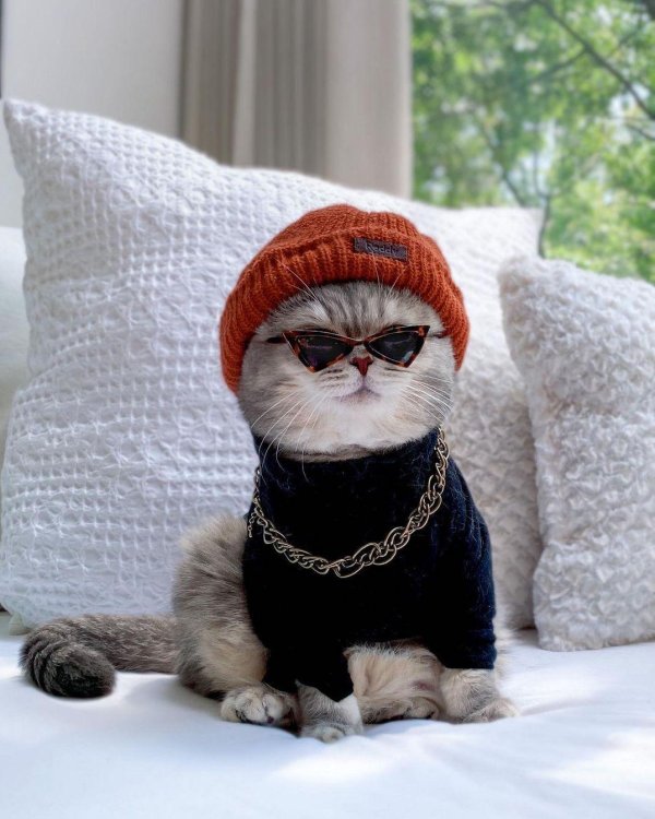 крутые коты