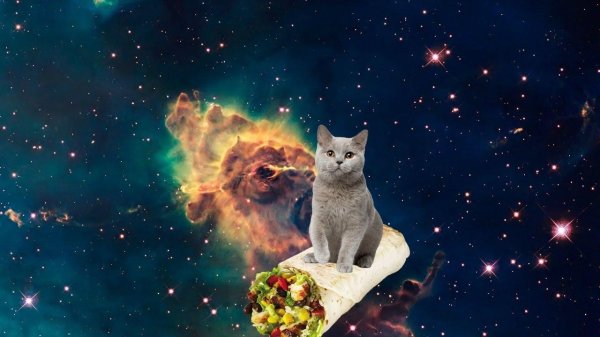 космические коты