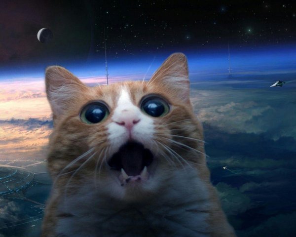 космические коты