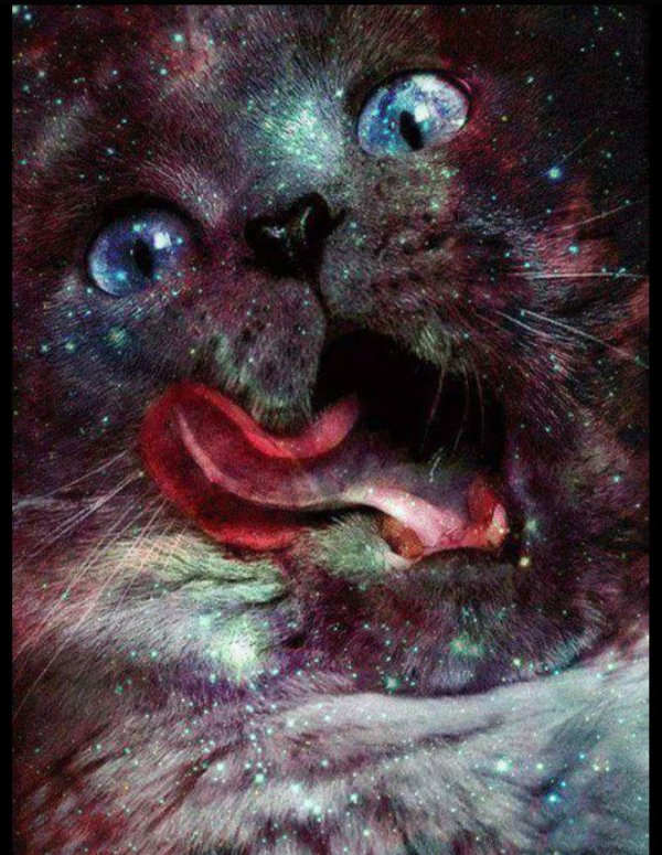 космо котики