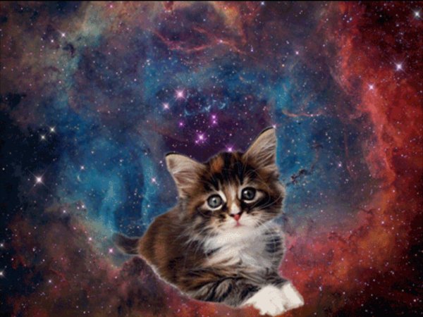 космо котики