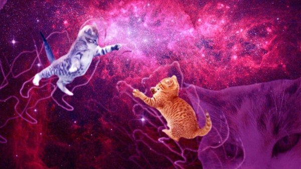 космические котики
