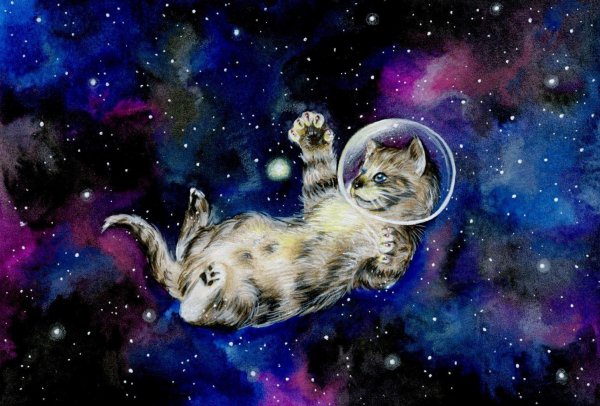 космо котики