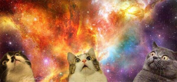 котики космос