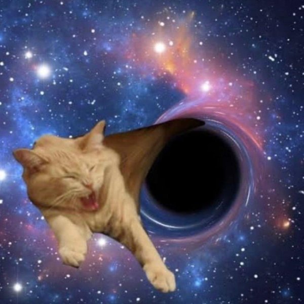 кот черная дыра