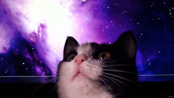 космические коты