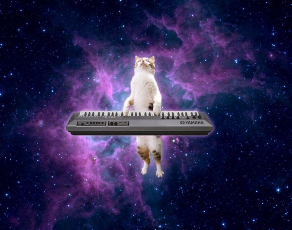 космические котики