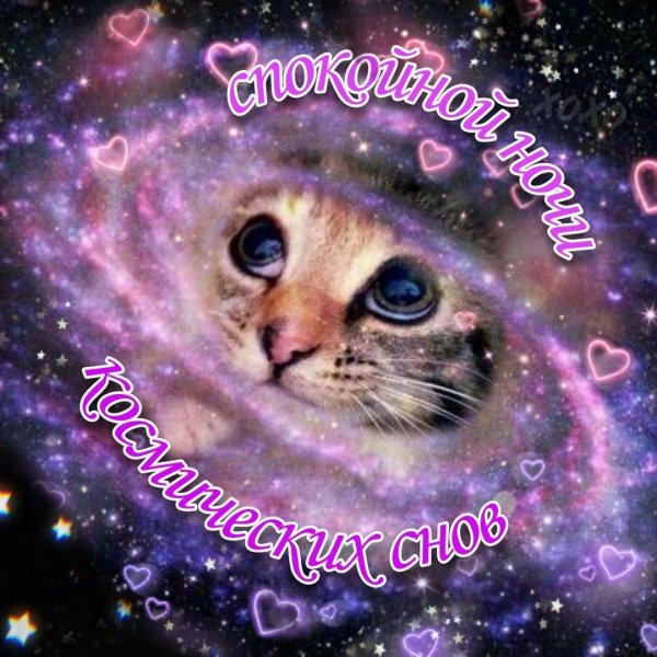 космо котики