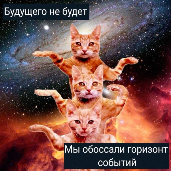 космические коты