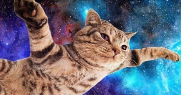 космические коты