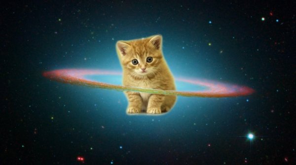 С космосом без котов