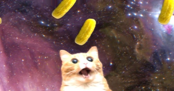 мем про кота