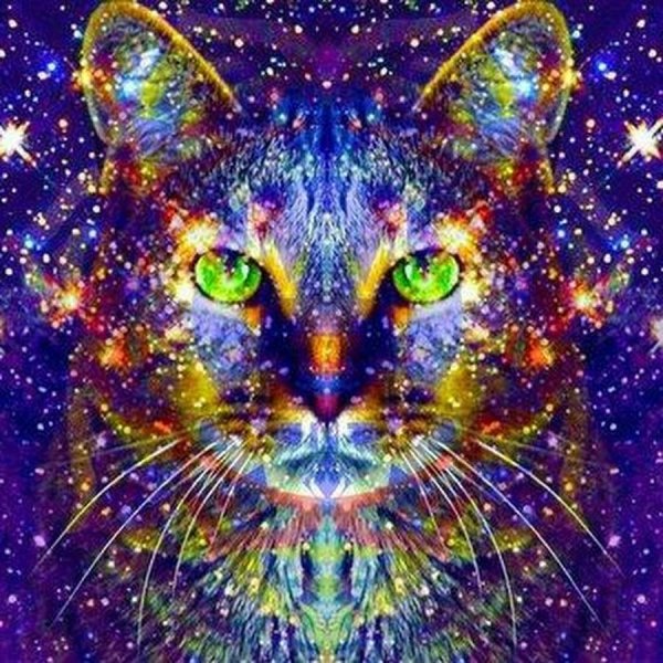 космическая кошка