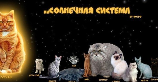 коты планета