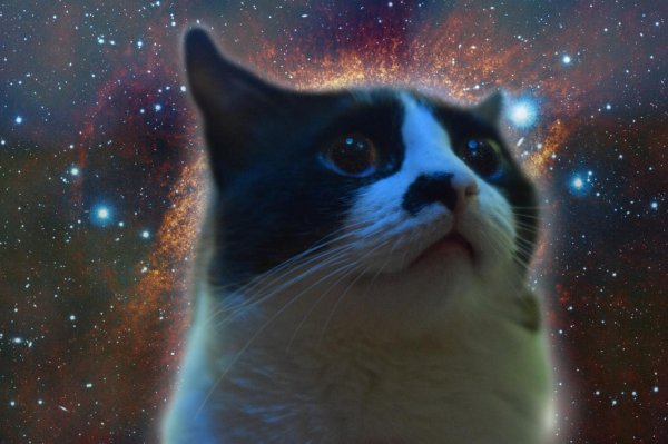 космические котики
