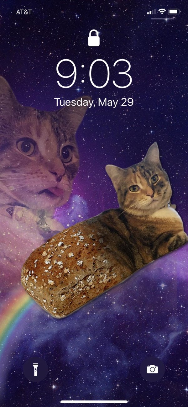 космические котики