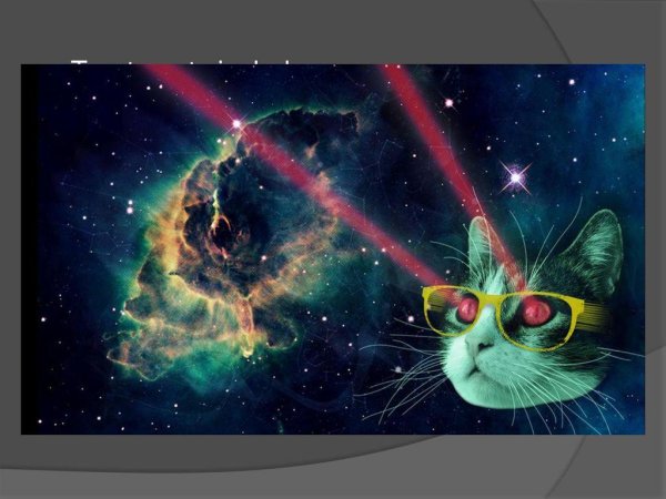 космические коты
