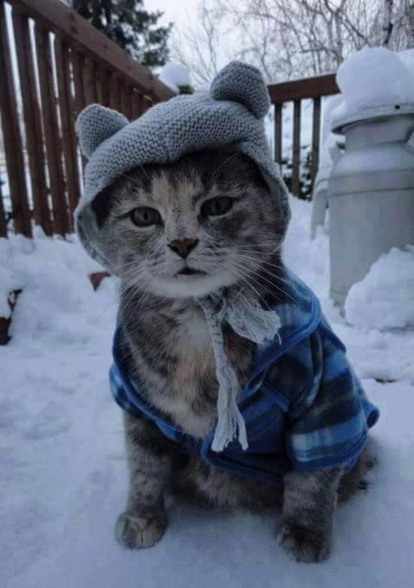 замерзший кот