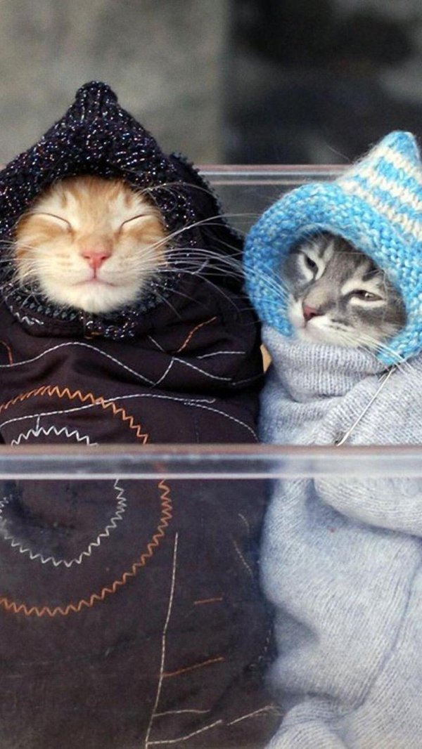 котята смешные