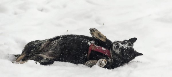 собака зима
