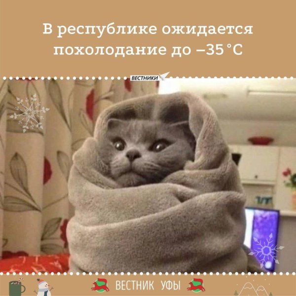 кот в одеяле
