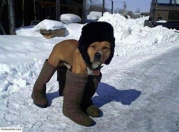 прикольный сторож