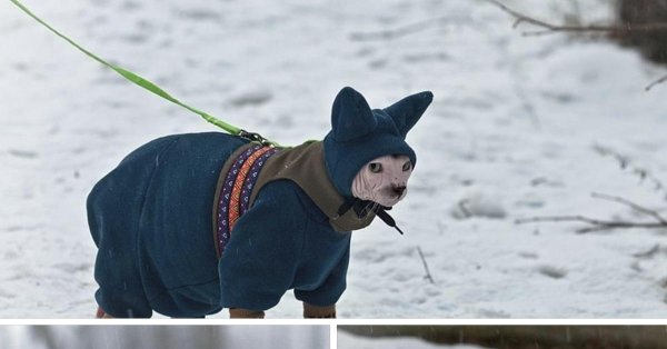 зимняя одежда для кошек
