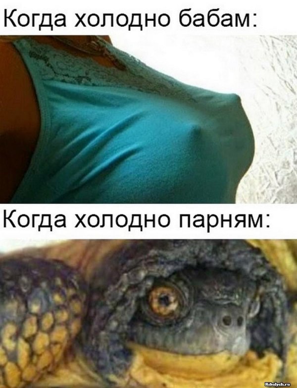 глаза красноухой черепахи