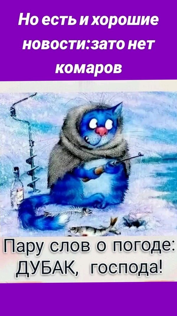 синие коты