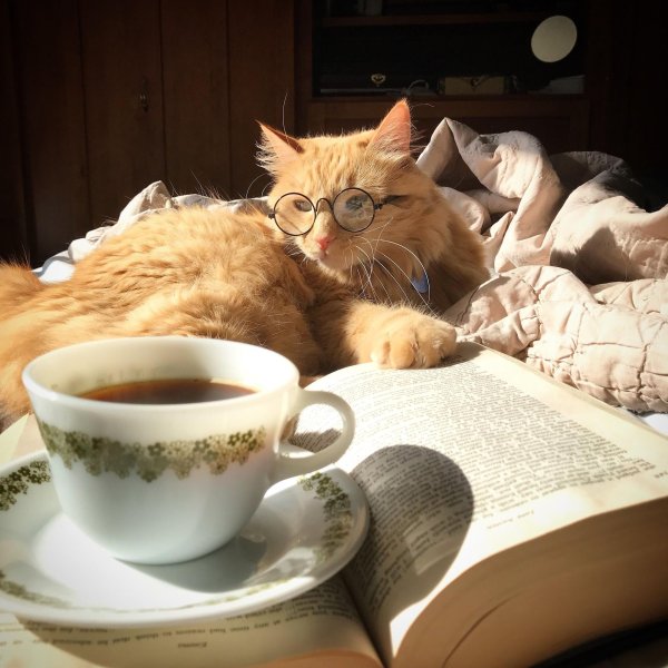 утренние котики