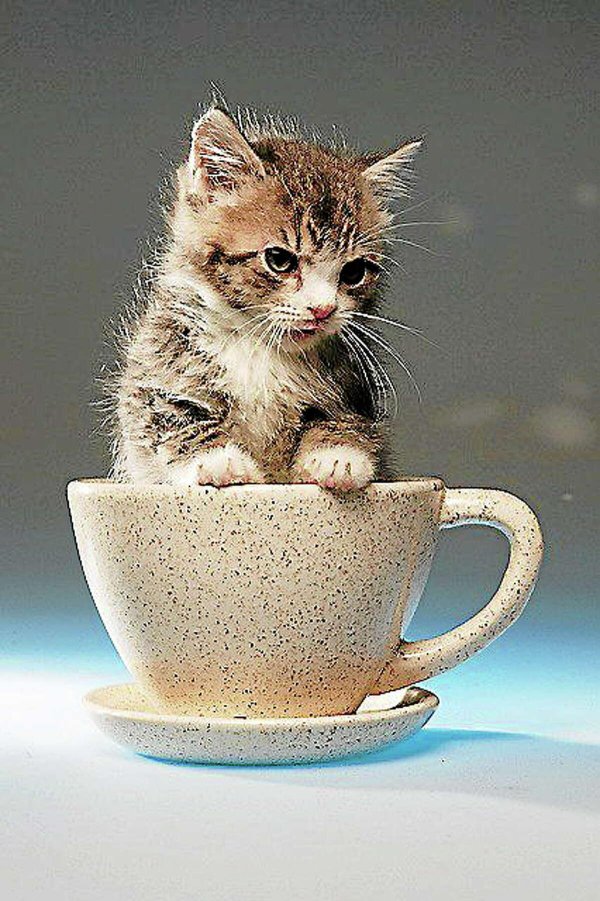 котенок в кружке