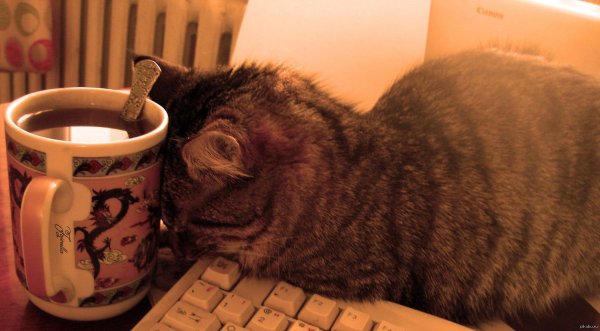 кот пьет чай