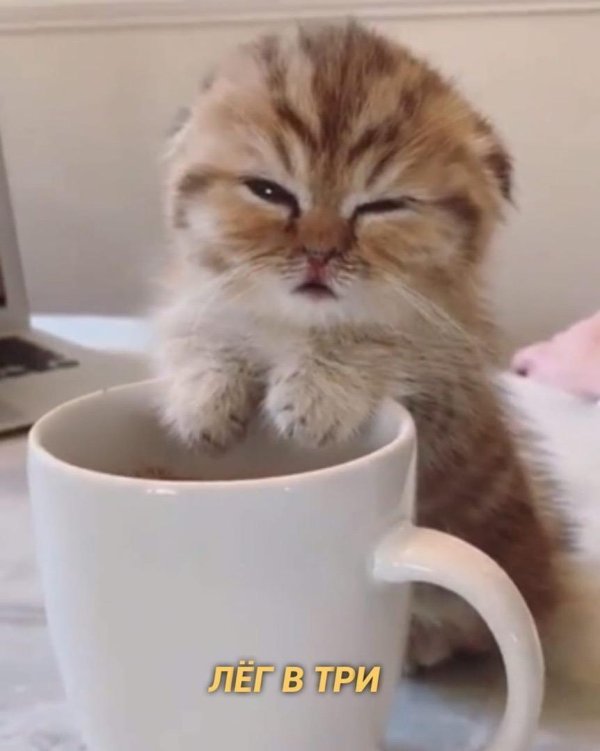 любитель кофе