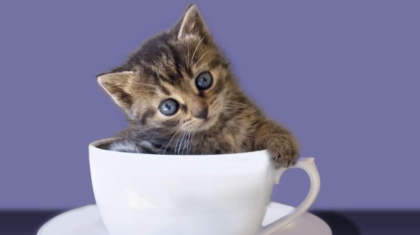 милые котенок