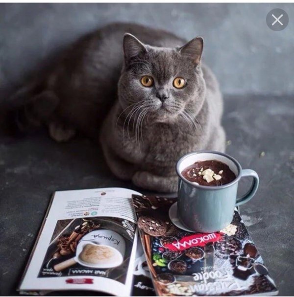 британская короткошёрстная кошка