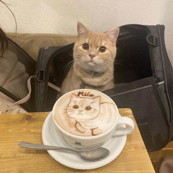 кот бариста