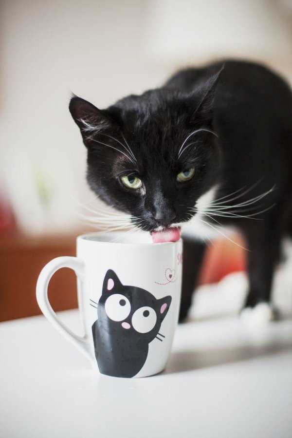 кот пьет чай