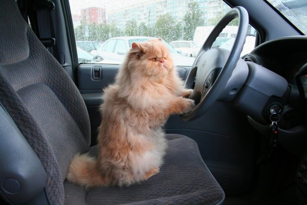 Котик едет на машине