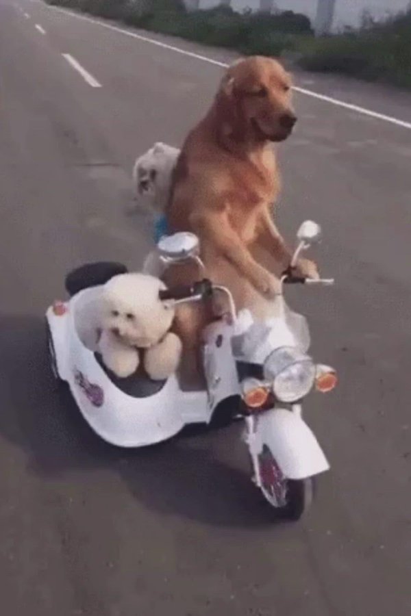 веселая собака