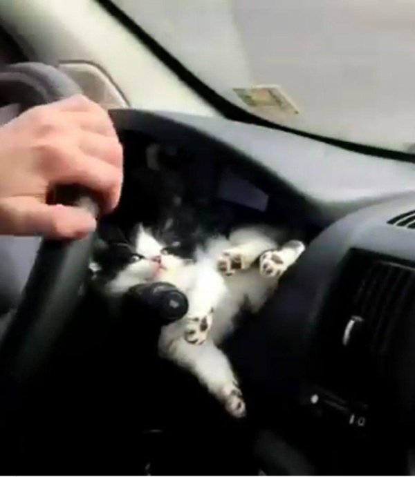 кошка кошка