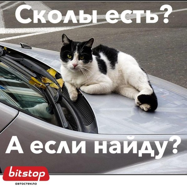 машина раздавила кота